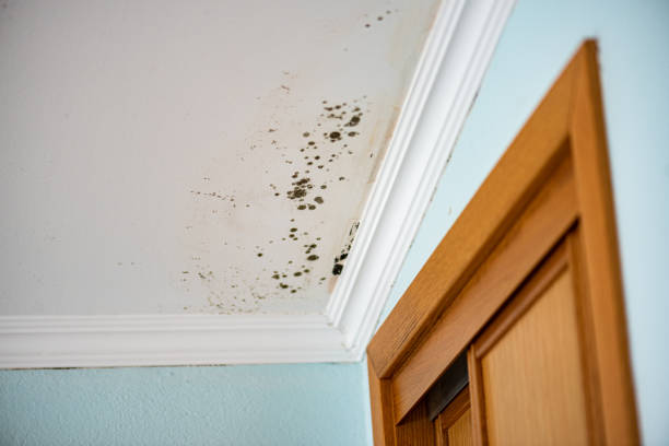 Mold Remediation for Rental Properties